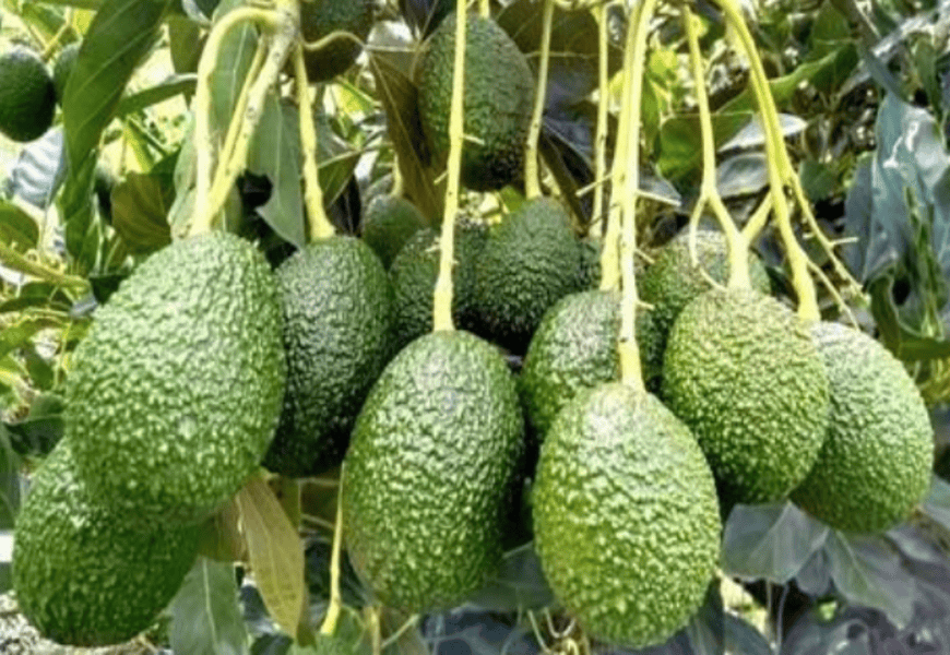 Screenshot from 2025-11-30 23-25-16